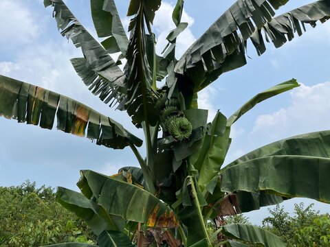 Banana tree with green leaves and fruit bunch growing in a tropical garden under blue sky