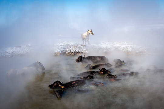 Animals are taking bath at geothermal pool in Bitlis Province of Turkey