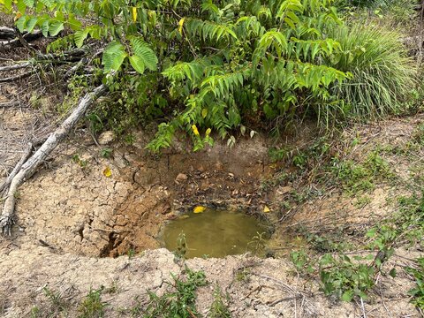 Small muddy puddle in a forest clearing with green foliage and dry ground