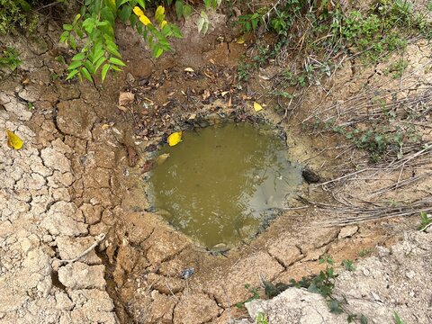 Small muddy waterhole in cracked dry earth with scattered yellow wildflowers during drought season