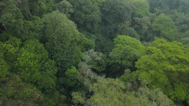 A 4K aerial view showing the lush, dense, and verdant canopy of Indonesia's tropical rainforest, with mist-covered hills.