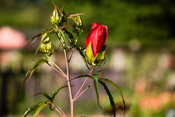 Closeup of Red Turk's Cap flower with buds attached and blurred background © ChristyLangPhotos