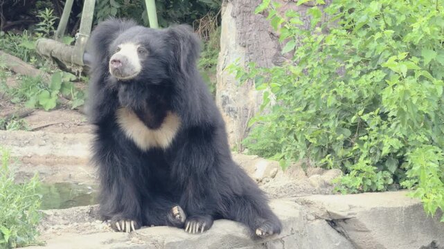 Sad looking sloth bear sitting on rock 4k
