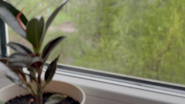 Indoor ficus in a white pot on a windowsill near a window against a background of blurred greenery