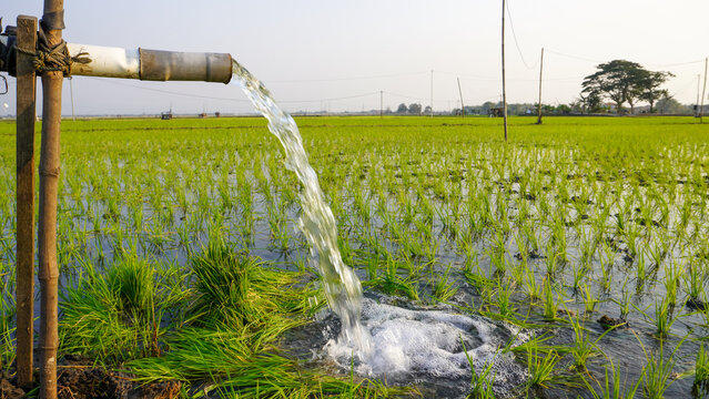 Water flows from a PVC pipe, pumping groundwater to irrigate a vibrant green rice paddy field, showing agricultural technology in a rural Southeast Asian farm landscape with a focus on splash.