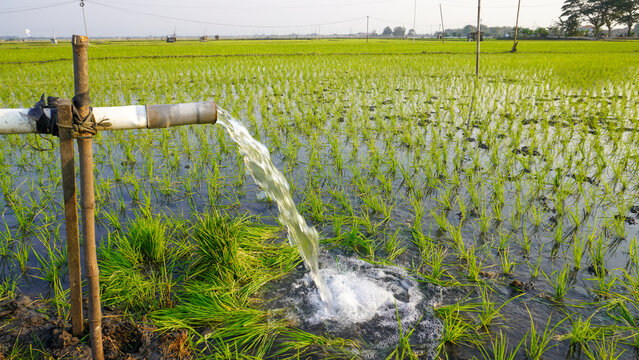 Water flows from a PVC pipe, pumping groundwater to irrigate a vibrant green rice paddy field, showing agricultural technology in a rural Southeast Asian farm landscape with a focus on splash.