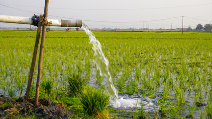 Water flows from a PVC pipe, pumping groundwater to irrigate a vibrant green rice paddy field, showing agricultural technology in a rural Southeast Asian farm landscape with a focus on splash. © Zulfa