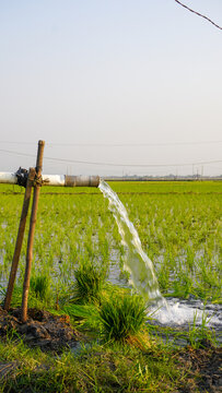 Water flows from a PVC pipe, pumping groundwater to irrigate a vibrant green rice paddy field, showing agricultural technology in a rural Southeast Asian farm landscape with a focus on splash.