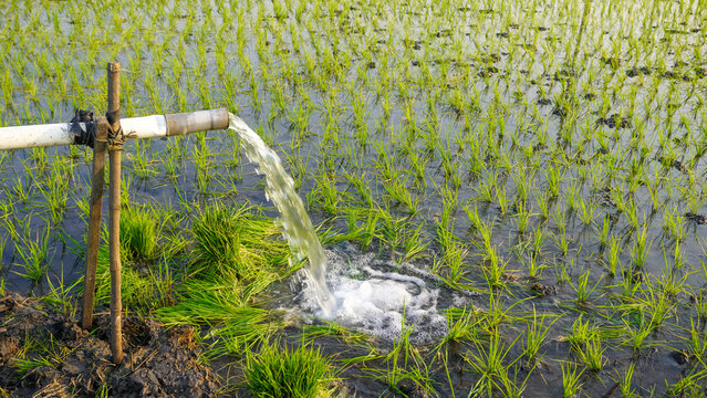 Water flows from a PVC pipe, pumping groundwater to irrigate a vibrant green rice paddy field, showing agricultural technology in a rural Southeast Asian farm landscape with a focus on splash.