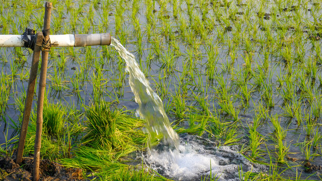 Water flows from a PVC pipe, pumping groundwater to irrigate a vibrant green rice paddy field, showing agricultural technology in a rural Southeast Asian farm landscape with a focus on splash.