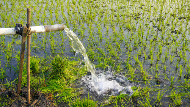 Groundwater pumping system using a PVC pipe to irrigate a green rice field. Essential agricultural irrigation technology delivering fresh water to growing rice plants in a rural farming landscape.