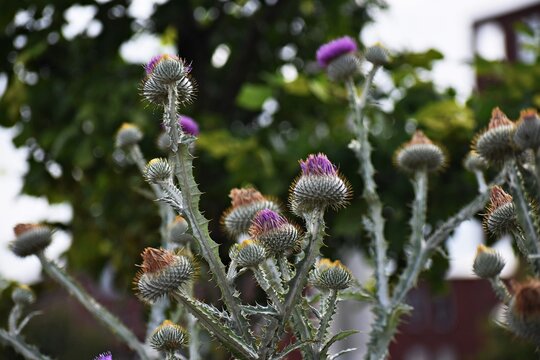 Onopordum acanthium or cotton thistle flowers, grow in the garden.