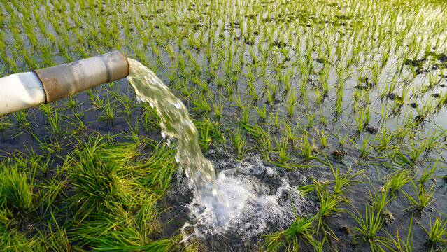 Water flows from a PVC pipe, pumping groundwater to irrigate a vibrant green rice paddy field, showing agricultural technology in a rural Southeast Asian farm landscape with a focus on splash.