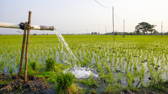 Water flows from a PVC pipe, pumping groundwater to irrigate a vibrant green rice paddy field, showing agricultural technology in a rural Southeast Asian farm landscape with a focus on splash.