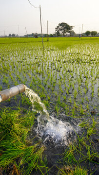 Water flows from a PVC pipe, pumping groundwater to irrigate a vibrant green rice paddy field, showing agricultural technology in a rural Southeast Asian farm landscape with a focus on splash.