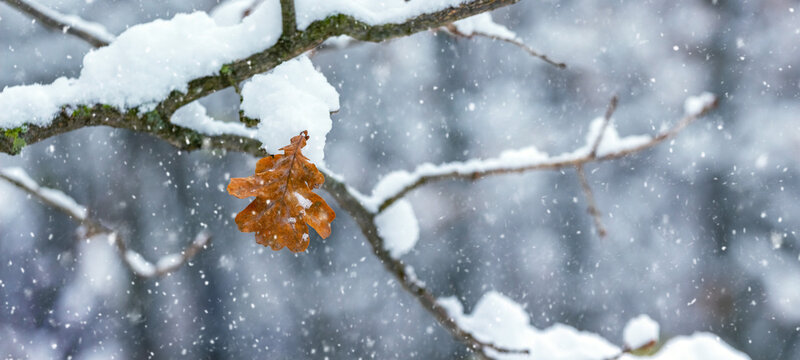 Single oak leaf on snow-covered branch during snowfall in winter