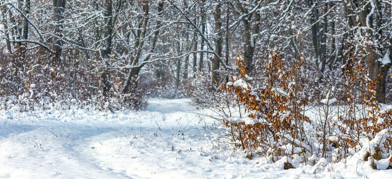 Winding snow-covered path in winter forest with snow-dusted brown leaf bush