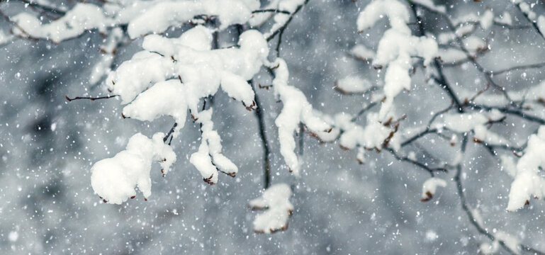 Thick layer of snow on tree branches during snowfall in winter