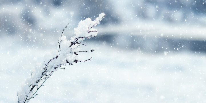 Thin branch covered with snow on blurred background during winter snowfall