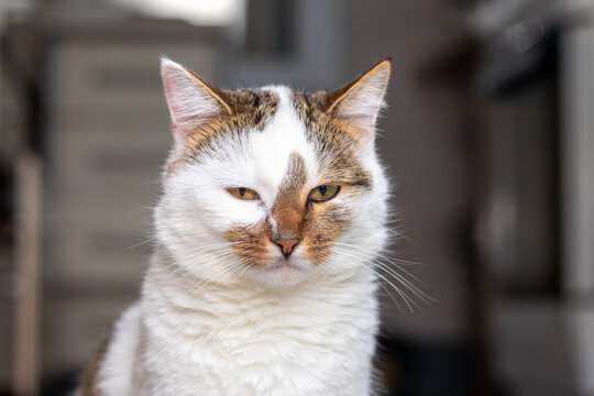 Portrait of white cat with orange patches and squinted eyes on blurred background
