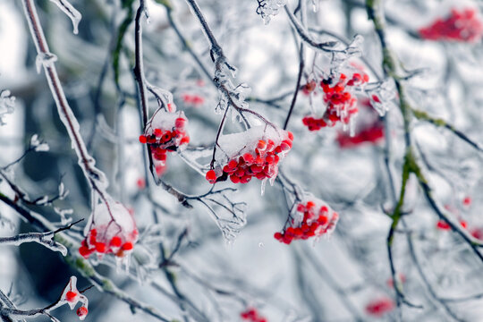 Red rowan berries covered with ice and snow on branches in winter