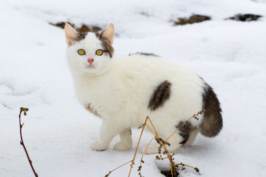 White cat with black spots standing in snow in winter looking at camera