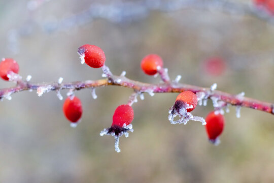 Close up of red barberry berries covered with frost on branch in winter