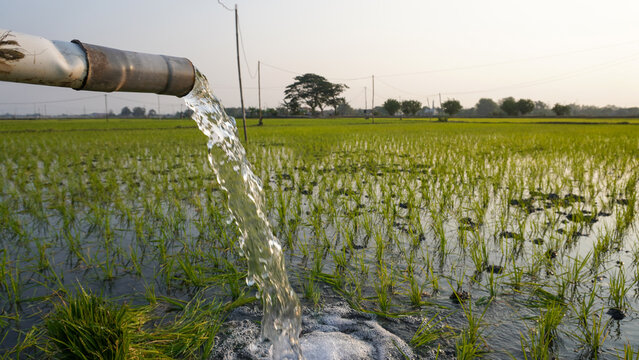 Water flows from a PVC pipe, pumping groundwater to irrigate a vibrant green rice paddy field, showing agricultural technology in a rural Southeast Asian farm landscape with a focus on splash.