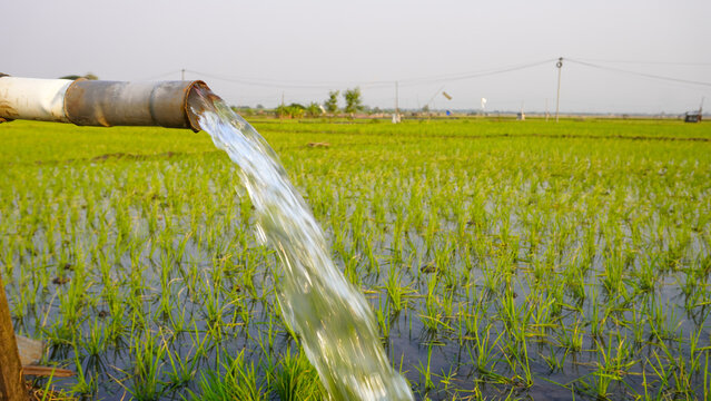 Water flows from a PVC pipe, pumping groundwater to irrigate a vibrant green rice paddy field, showing agricultural technology in a rural Southeast Asian farm landscape with a focus on splash.