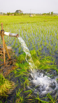 Water flows from a PVC pipe, pumping groundwater to irrigate a vibrant green rice paddy field, showing agricultural technology in a rural Southeast Asian farm landscape with a focus on splash.