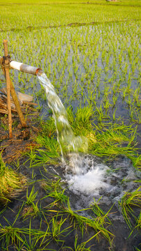 Water flows from a PVC pipe, pumping groundwater to irrigate a vibrant green rice paddy field, showing agricultural technology in a rural Southeast Asian farm landscape with a focus on splash.