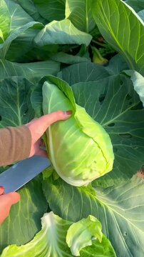  Farmer harvesting fresh pointed cabbage head from garden field vertical HD