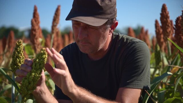 Male farmer surveying a dense field of ripe sorghum grain. Concept of agricultural management, local farming success, sustainable crop production, agrarian labor, and grain harvest readiness. 4K.