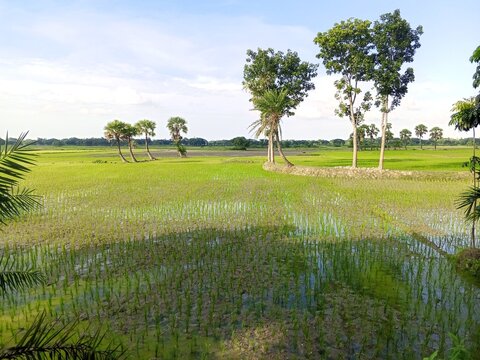 rice field in Bangladesh 