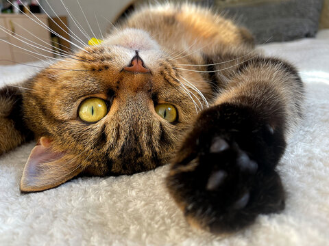 British Shorthair cat (Felis catus). The cat lies on his back on a fluffy blanket and pulls his paw into the camera.