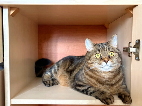 British Shorthair cat (Felis catus). Funny cat with round eyes lying on a wardrobe shelf in a half-profile.