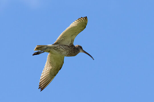 Eurasian curlew