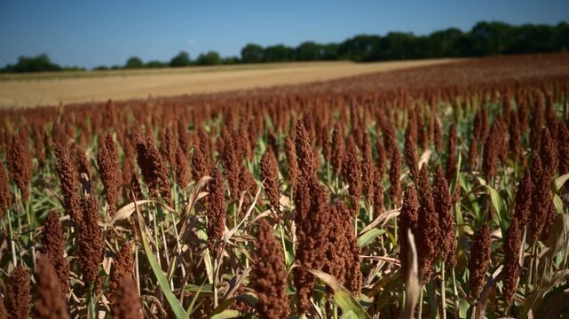 Dense field of mature grain sorghum crop ready for harvest under direct sunlight. 4K.