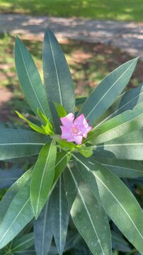 Single light pink oleander flower surrounded by long green leaves swaying outdoors
