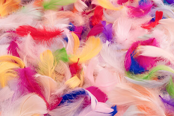 Colorful feather background, top view. © Nikolay