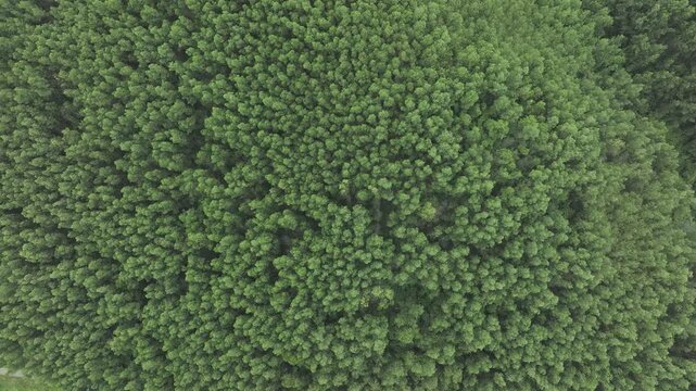 Aerial drone view of an acacia plantation in the Dam Rong region, Lam Dong Province, Vietnam, cultivated for timber and pulp and paper production.