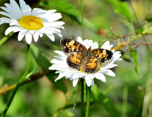 Pearl Crescent butterfly on a white flower © zamar