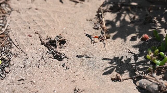 Red-Banded Sand Wasp (Podalonia tydei) Foraging and Flying Away on Arid Sand in Morocco