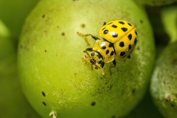 Macro view of a 22-spot ladybird (Psyllobora vigintiduopunctata) with black spots on its bright yellow body crawling on a green apple or round fruit. © Stanislav