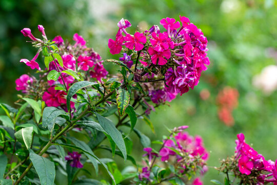 Vibrant magenta phlox flowers (Phlox paniculata) blooming in a lush garden cluster with green leaves on a bright summer day.