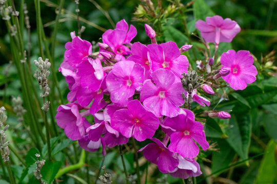 Vibrant pink phlox flowers (Phlox paniculata) blooming in a garden cluster with green leaves and a tiny insect on a petal during a summer day.