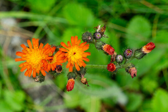 Vibrant orange hawkweed (Pilosella aurantiaca) blooming in a green meadow with hairy stems and unopened flower buds in a detailed top view.