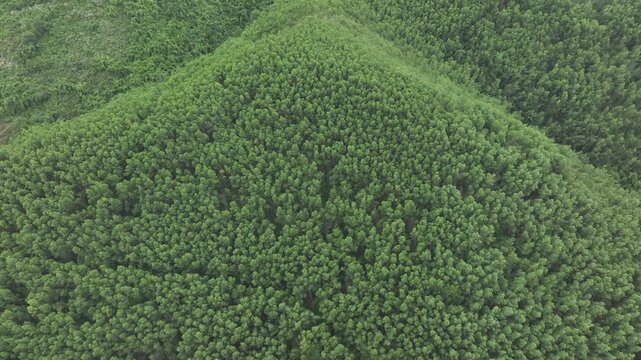 Aerial drone view of an acacia plantation in the Dam Rong region, Lam Dong Province, Vietnam, cultivated for timber and pulp and paper production.
