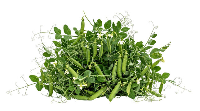 Fresh green pea plant with ripe pods and white flowers, organic garden peas on leafy vines, raw vegetable harvest isolated PNG with Transparent Background