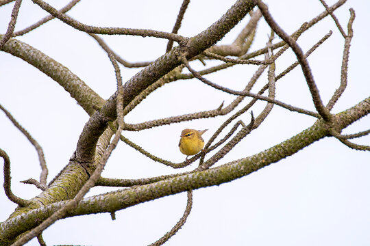 Willow warbler perched on a branch.